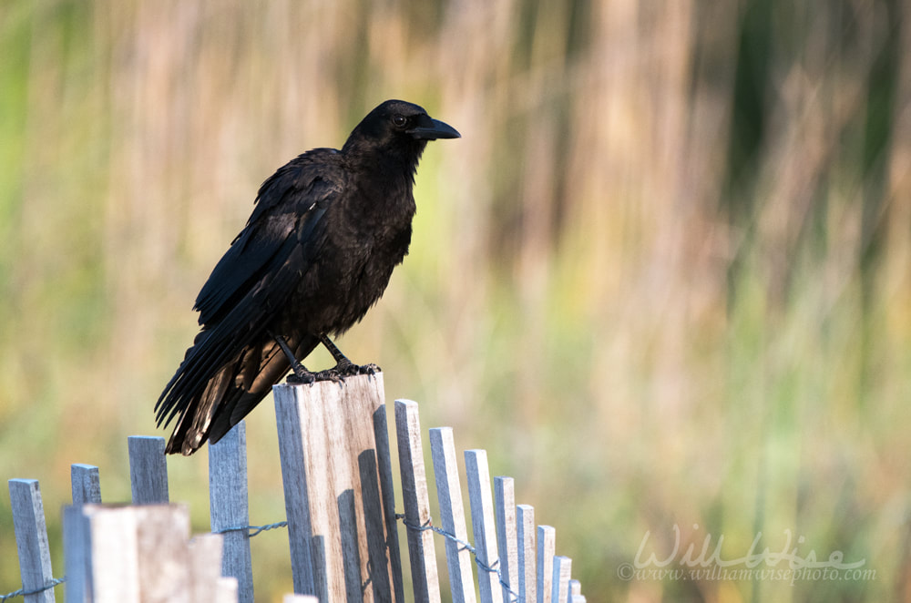 American Crow on Hilton Head Island beach Picture