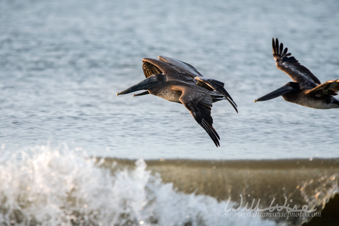 Pelicans soaring over crashing ocean waves Picture