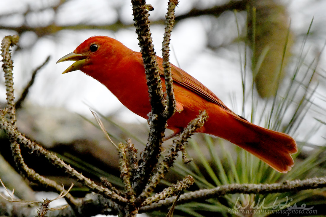 Summer Tanager Picture