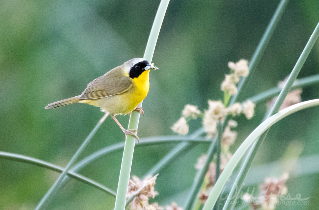 Common Yellowthroat Warbler Picture