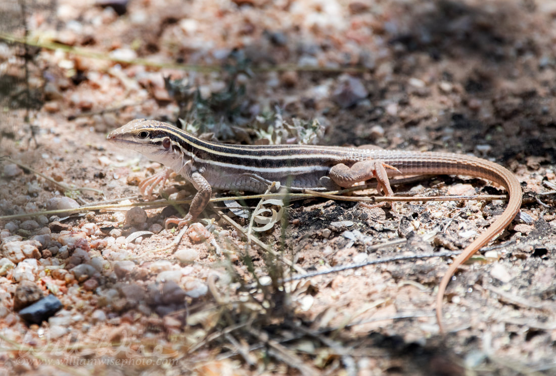 Giant Spotted Whiptail lizard Picture