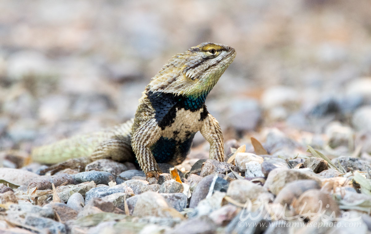 Desert Spiny Lizard, Arizona Picture