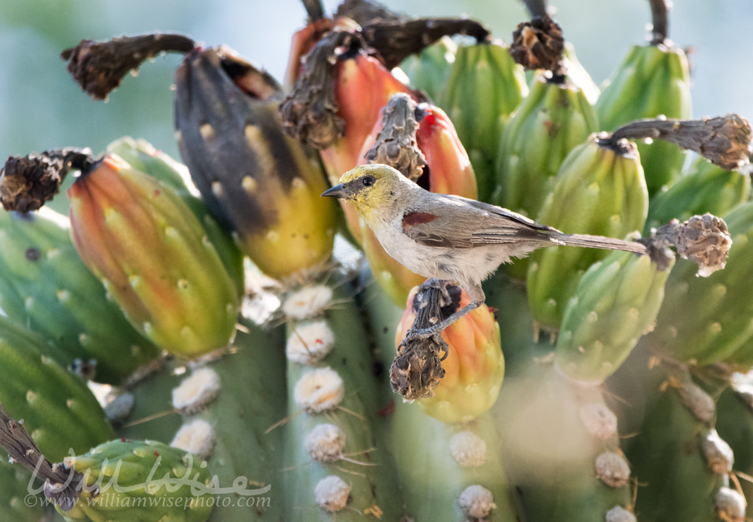 Verdin bird eating Saguaro Cactus fruit in the desert Picture
