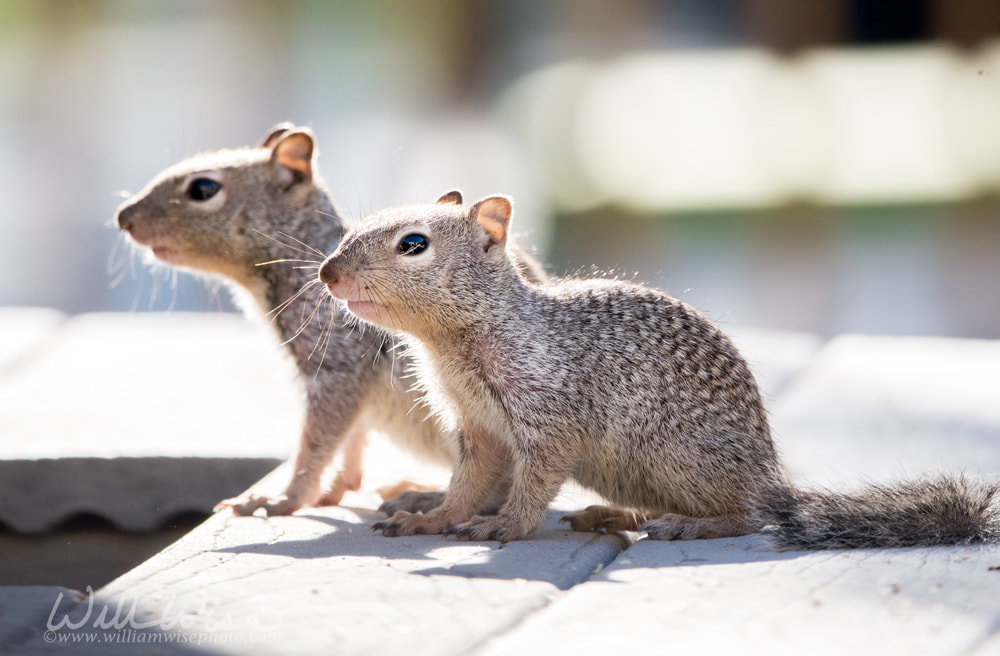 	Baby Rock Squirrels, Tucson Arizona Picture