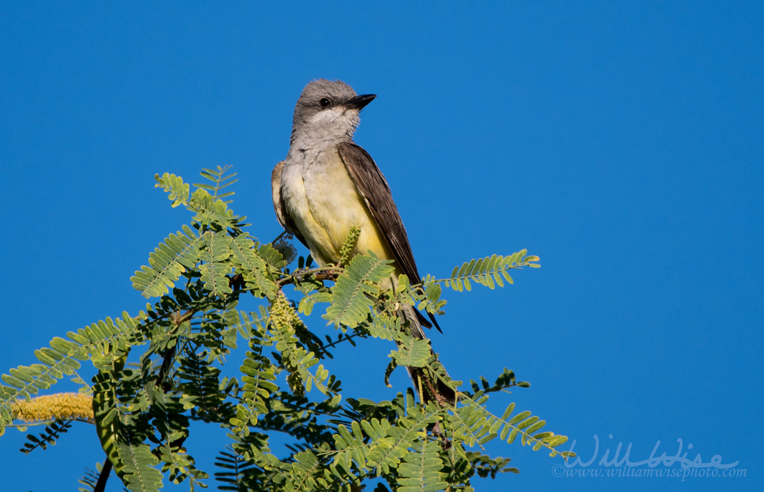 Western Kingbird in Palo Verde tree, Tucson Arizona Picture