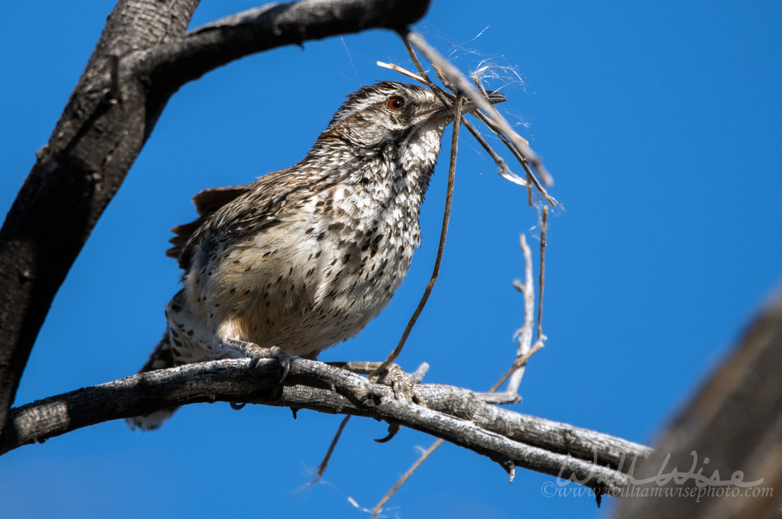 Cactus Wren carrying nesting material Picture