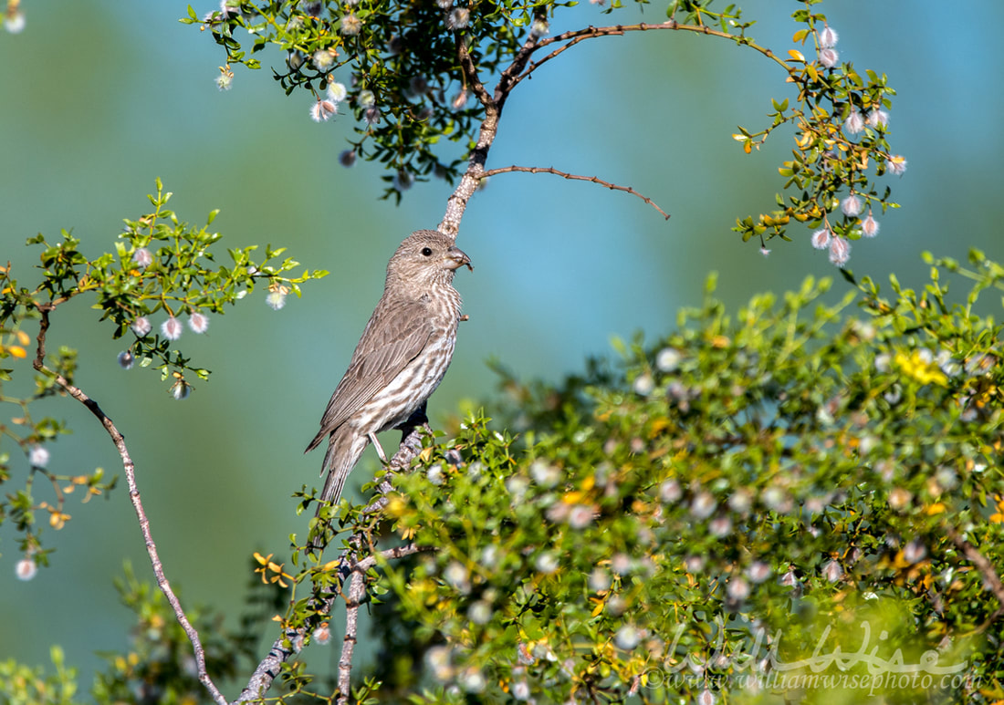 	House Finch bird, Tucson Arizona Picture