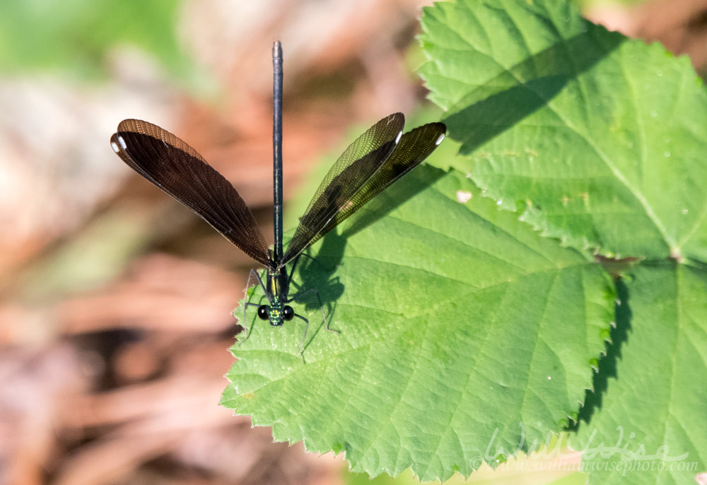 Ebony Jewelwing bug on a leaf Picture