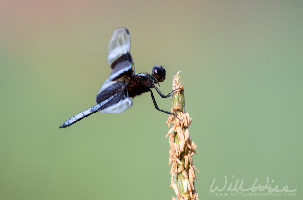 Widow Skimmer Dragonfly Picture