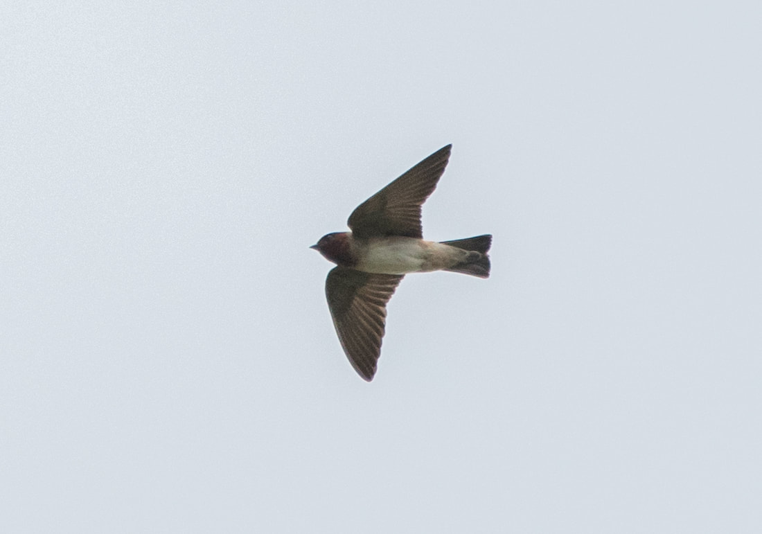 Cliff Swallow Picture