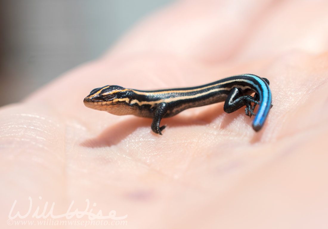 Baby Five Lined Skink Picture