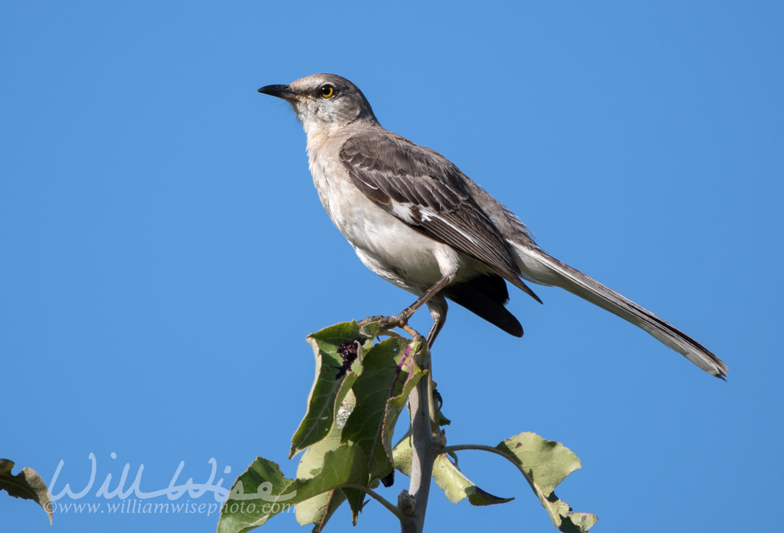 Northern Mockingbird perched on tree top against blue sky Picture