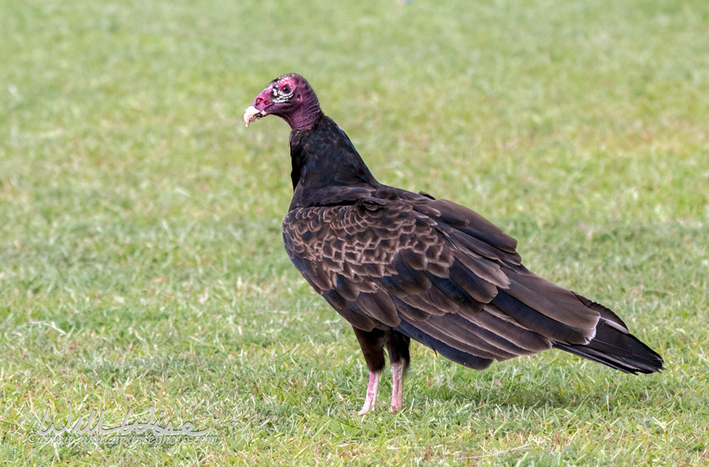 Turkey Vulture; Walton County, Georgia Picture