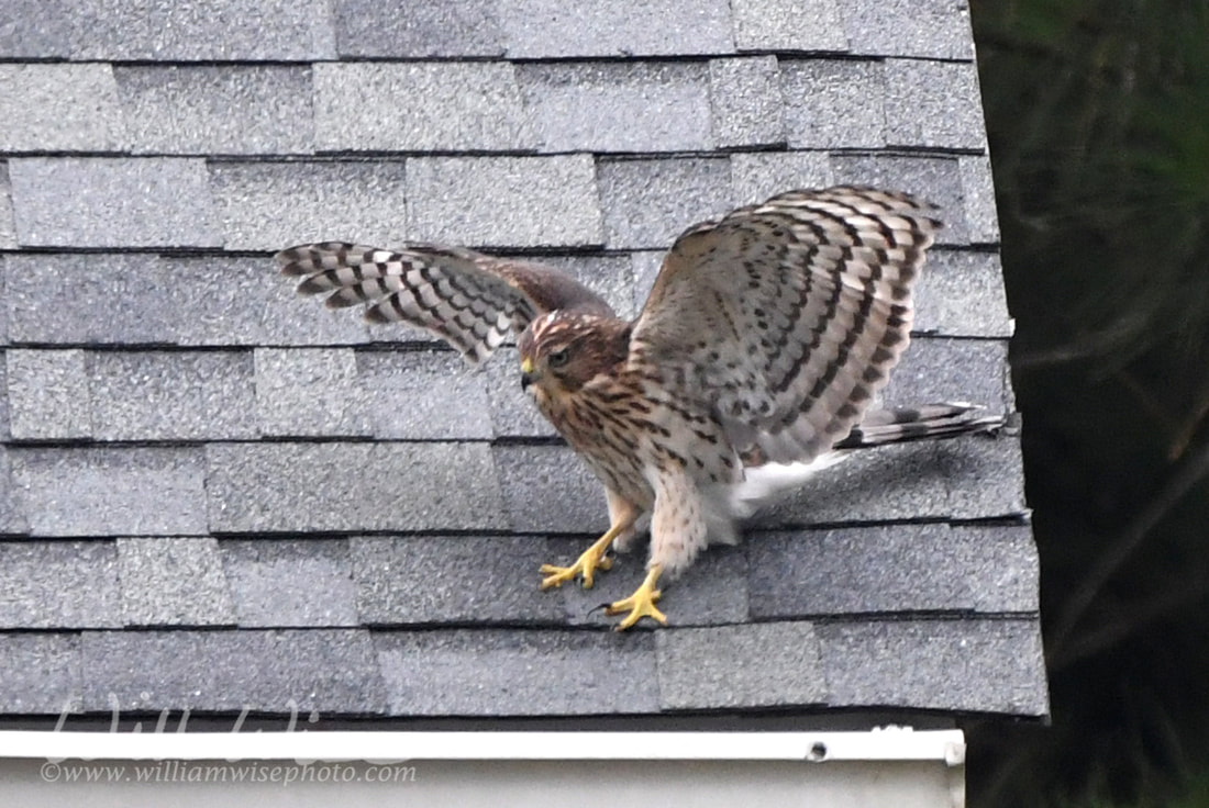 Coopers Hawk Picture