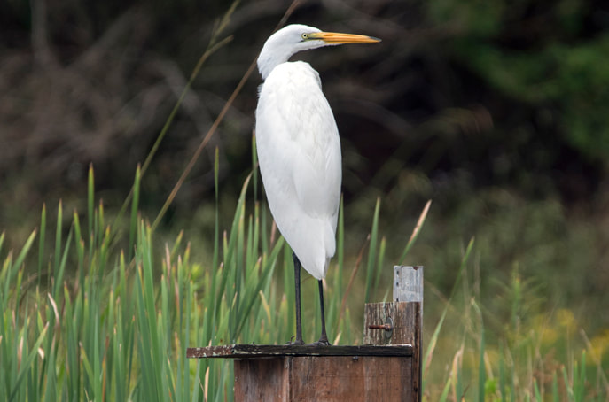 Great Egret Picture