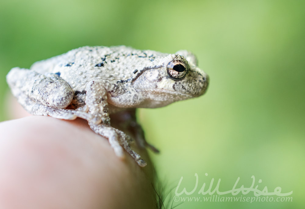 Gray Tree Frog about to jump Picture