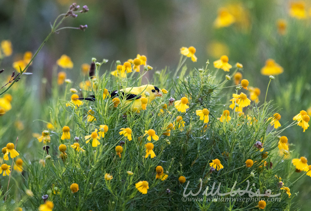 American Goldfinch bird eating seeds in Helenium suflowers Picture