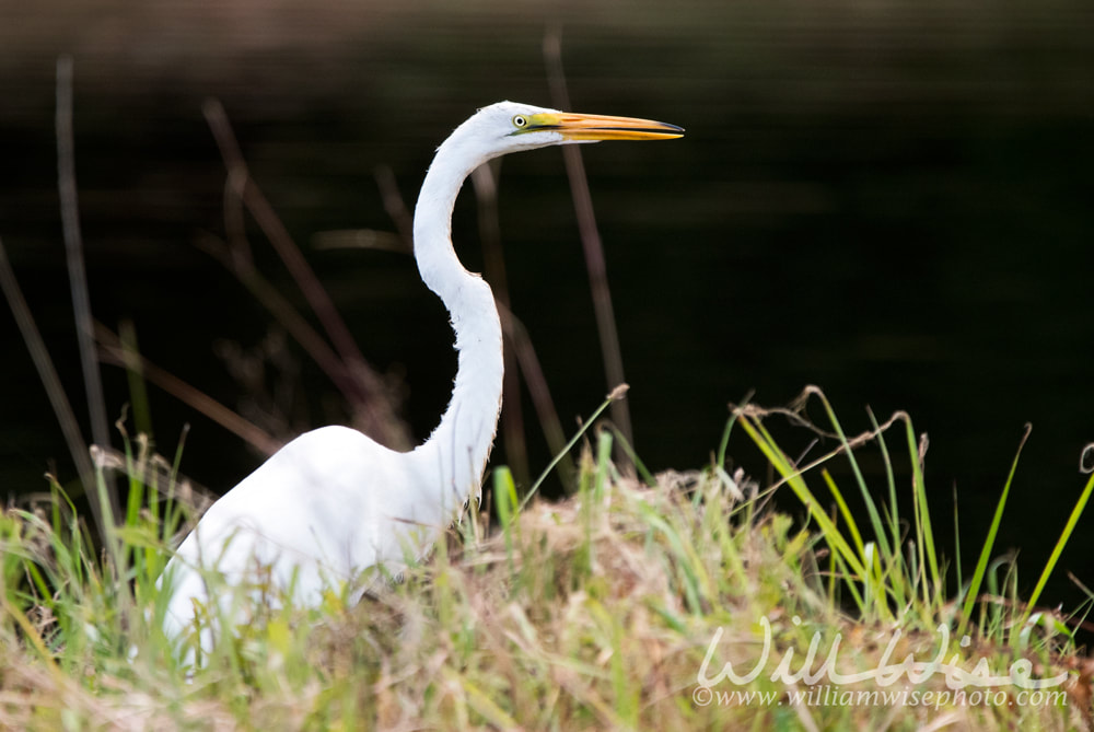 Large white Great Egret bird Picture
