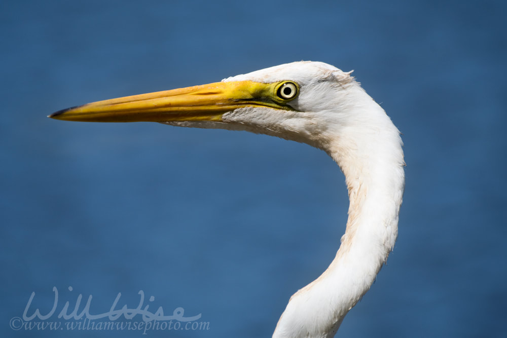 Close up of white Great Egret profile on blue water background Picture
