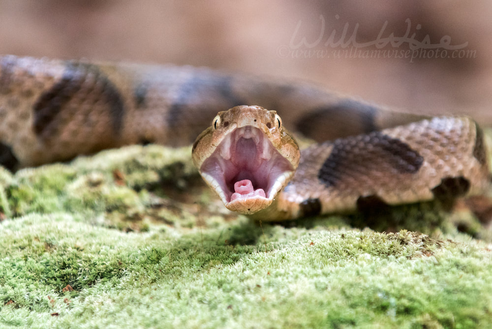 Copperhead Pit Viper with open mouth to strike showing fangs and glottis Picture