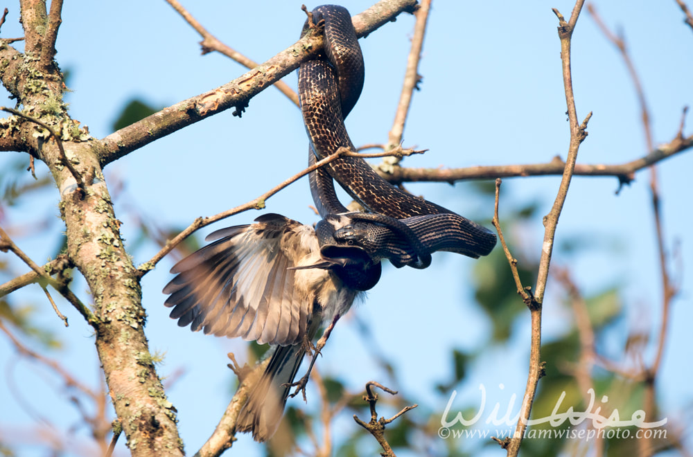 Ratsnake devouring a Mockingbird hanging in a tree Picture