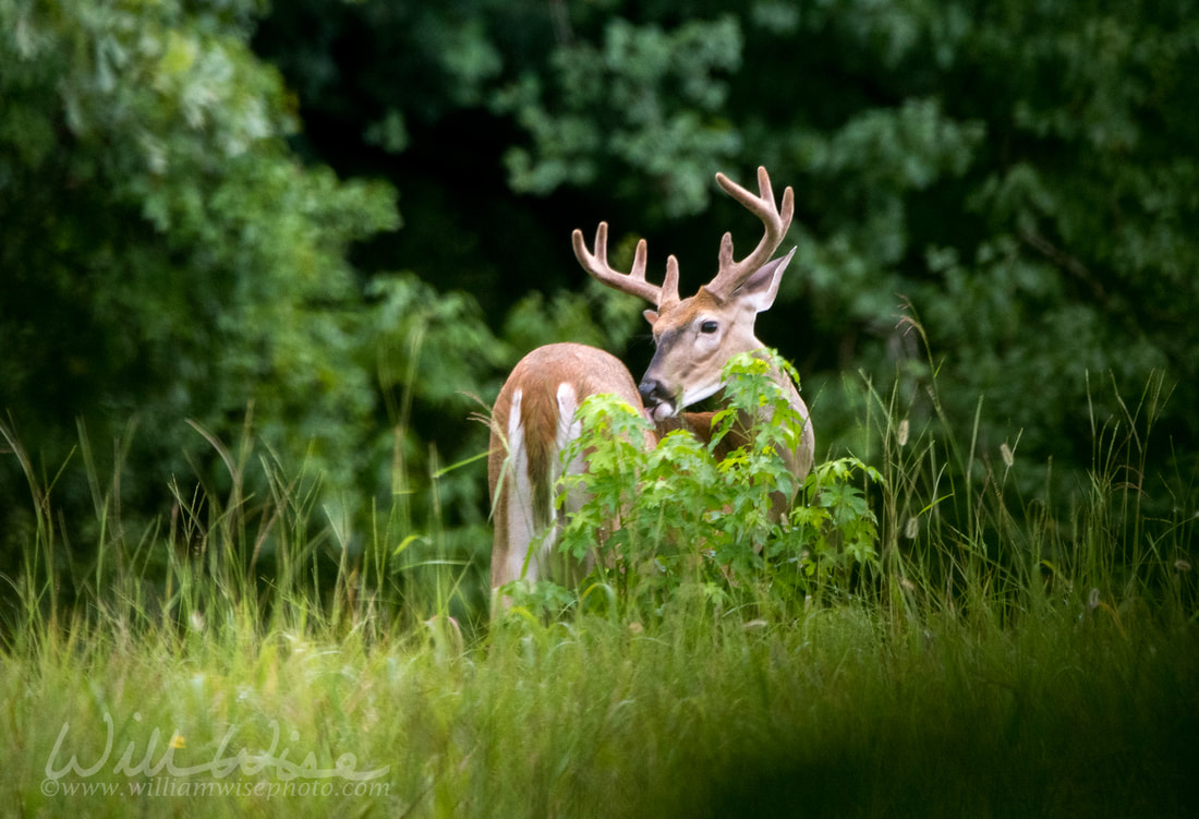 Deer buck in velvet Picture