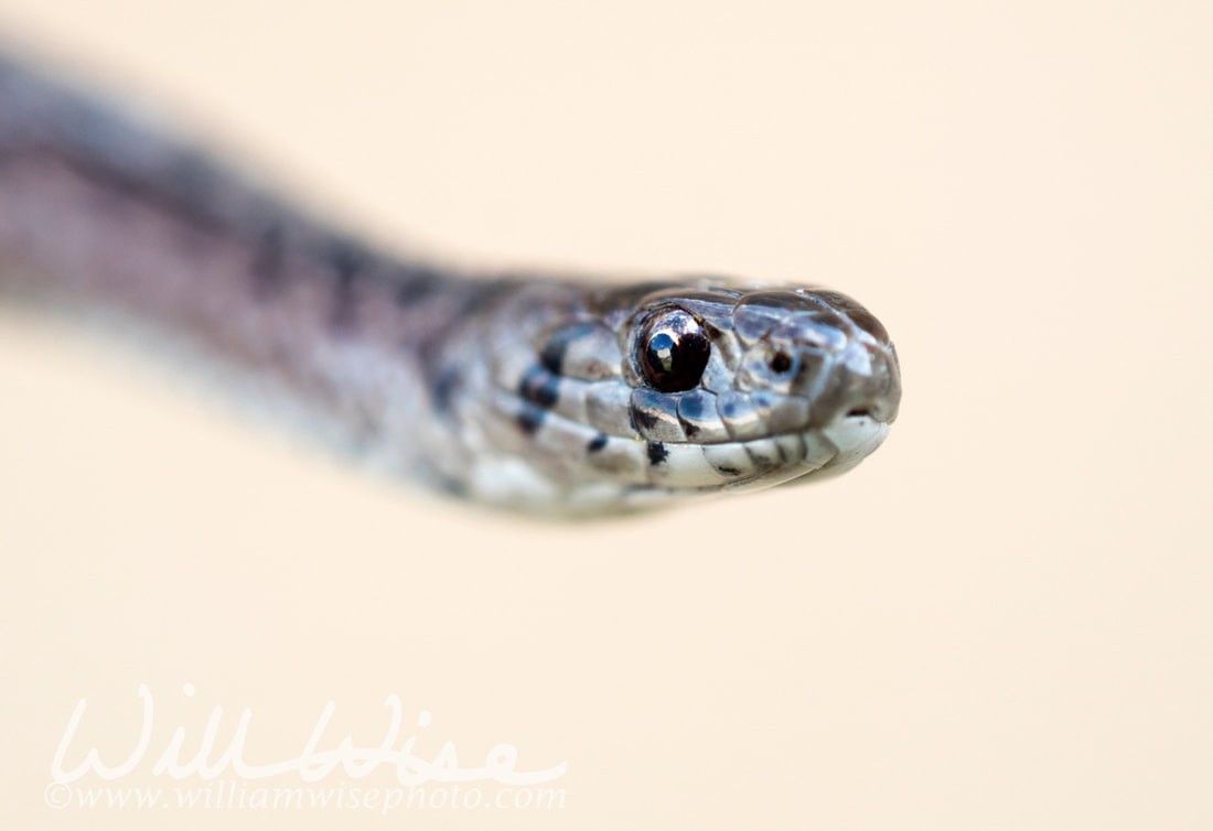 Close up portrait of Dekays Brown Snake face rostral and labial scales Picture
