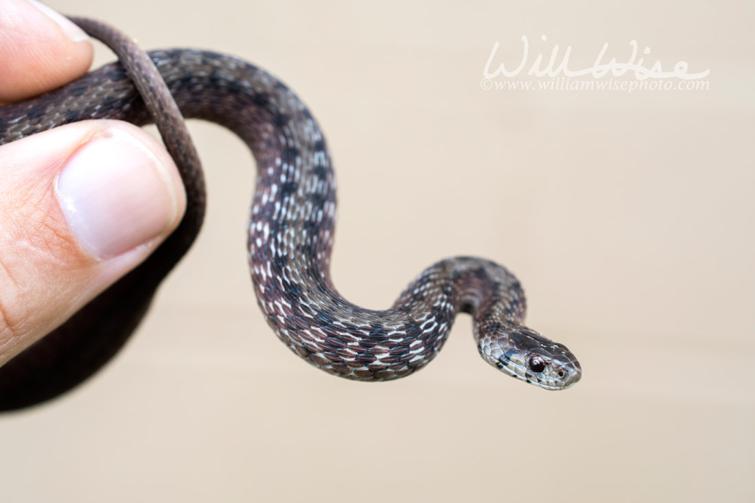 Dekays Brown Snake held in hand Picture
