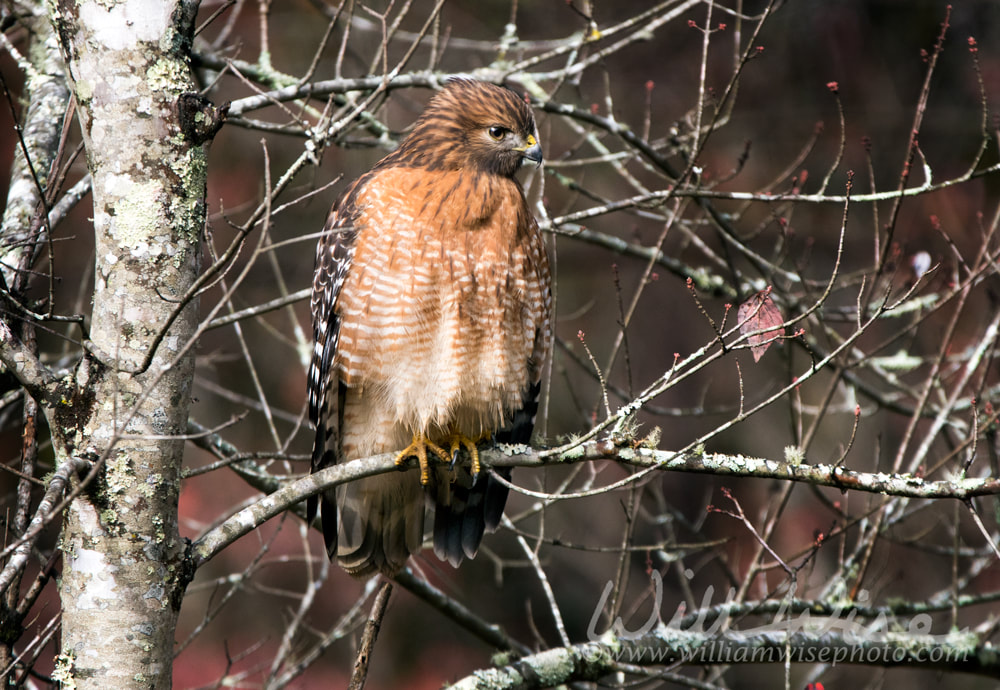 Red shouldered Hawk raptor perched in Black Cherry tree in the fall in Georgia Picture