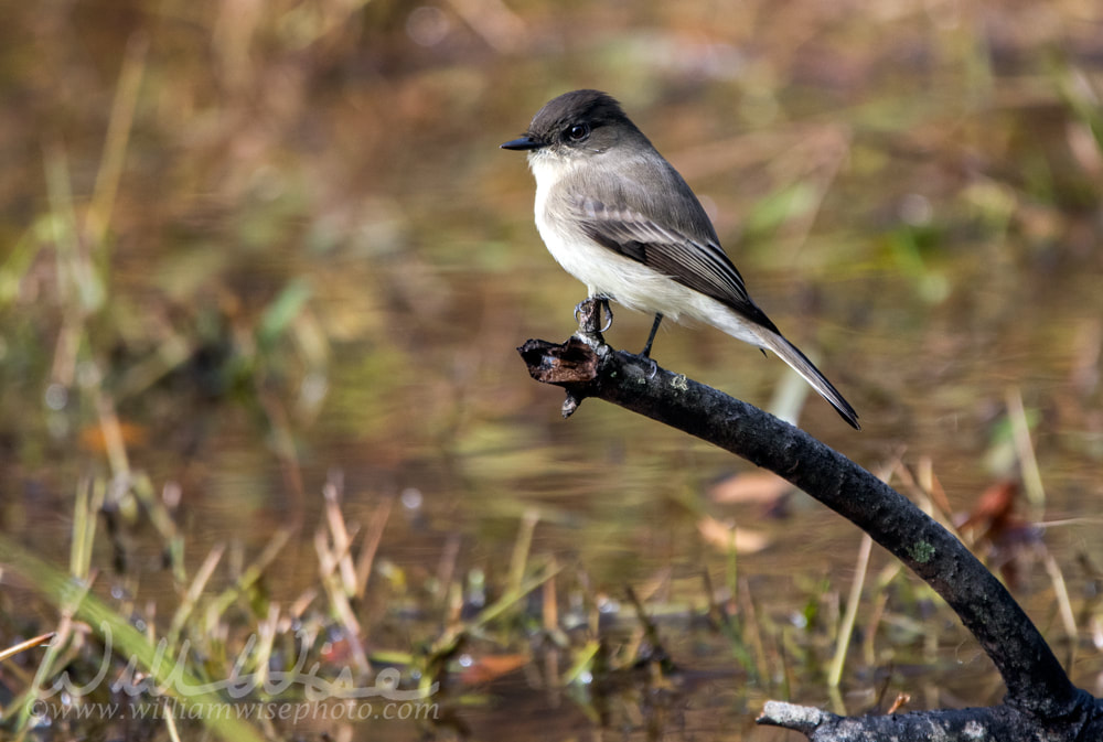 Eastern Phoebe songbird perched over a pond Picture