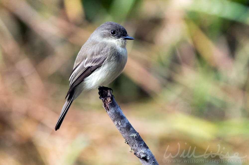 Eastern Phoebe songbird perched on a branch Picture