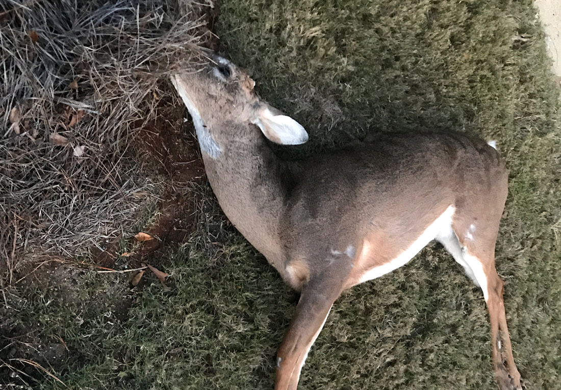 Dead Deer Picture