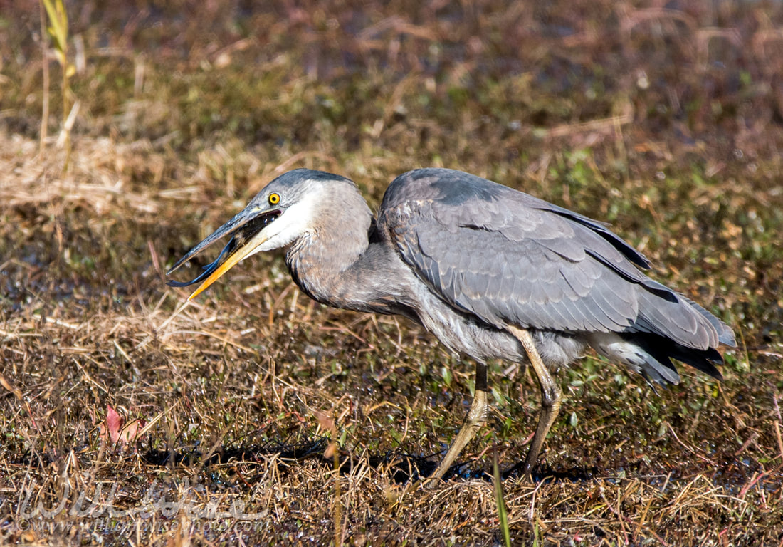 Great Blue Heron eathing fish Picture