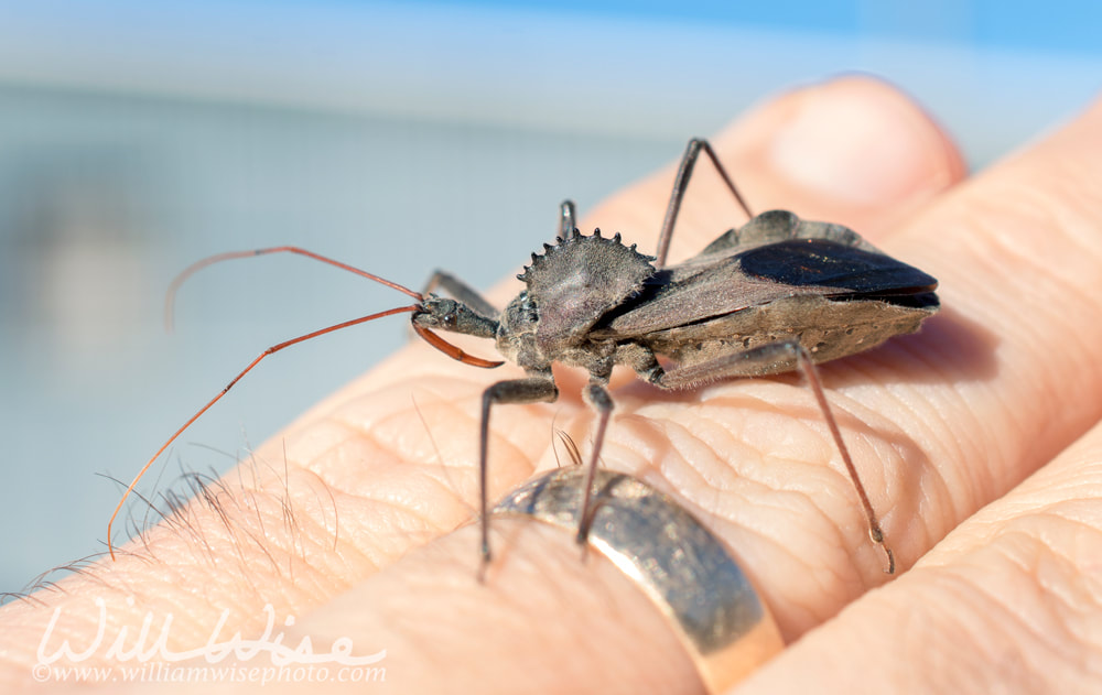 Assassin Wheel Bug Arilus crawling on fingers Picture