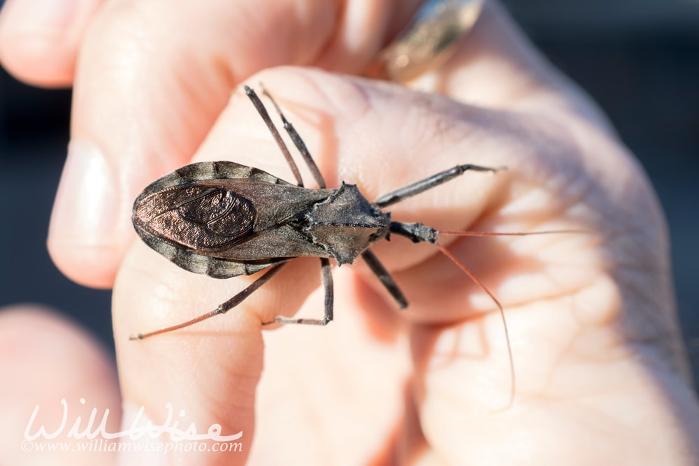 Assassin Wheel Bug Arilus, crawling on hand, Georgia Picture