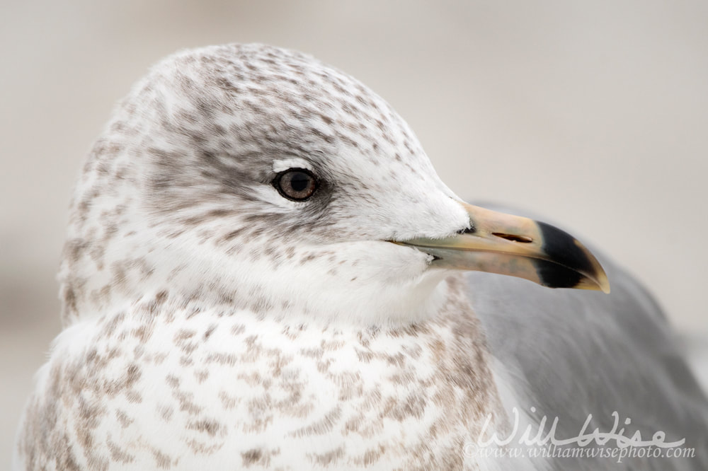 Ring billed Gull close up profile portrait Hilton Head Island Beach, South Carolina Picture