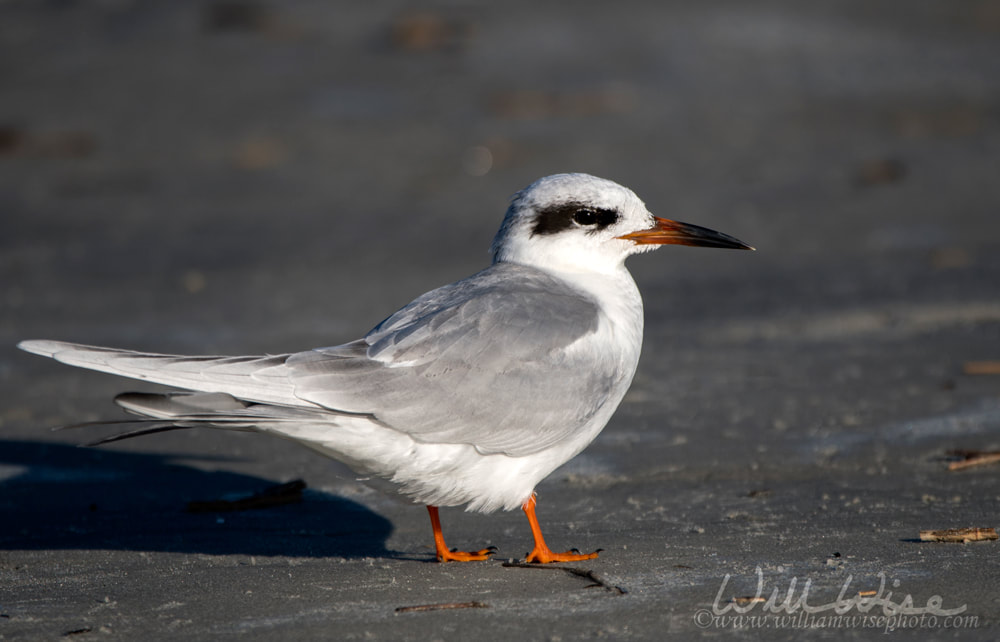 Forsters Tern Hilton Head Island Picture