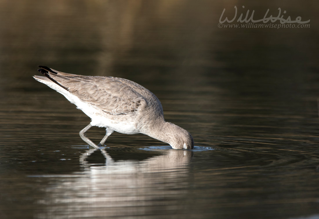 Willet shorebird wading in a lagoon on Hilton Head Island, South Carolina, USA Picture