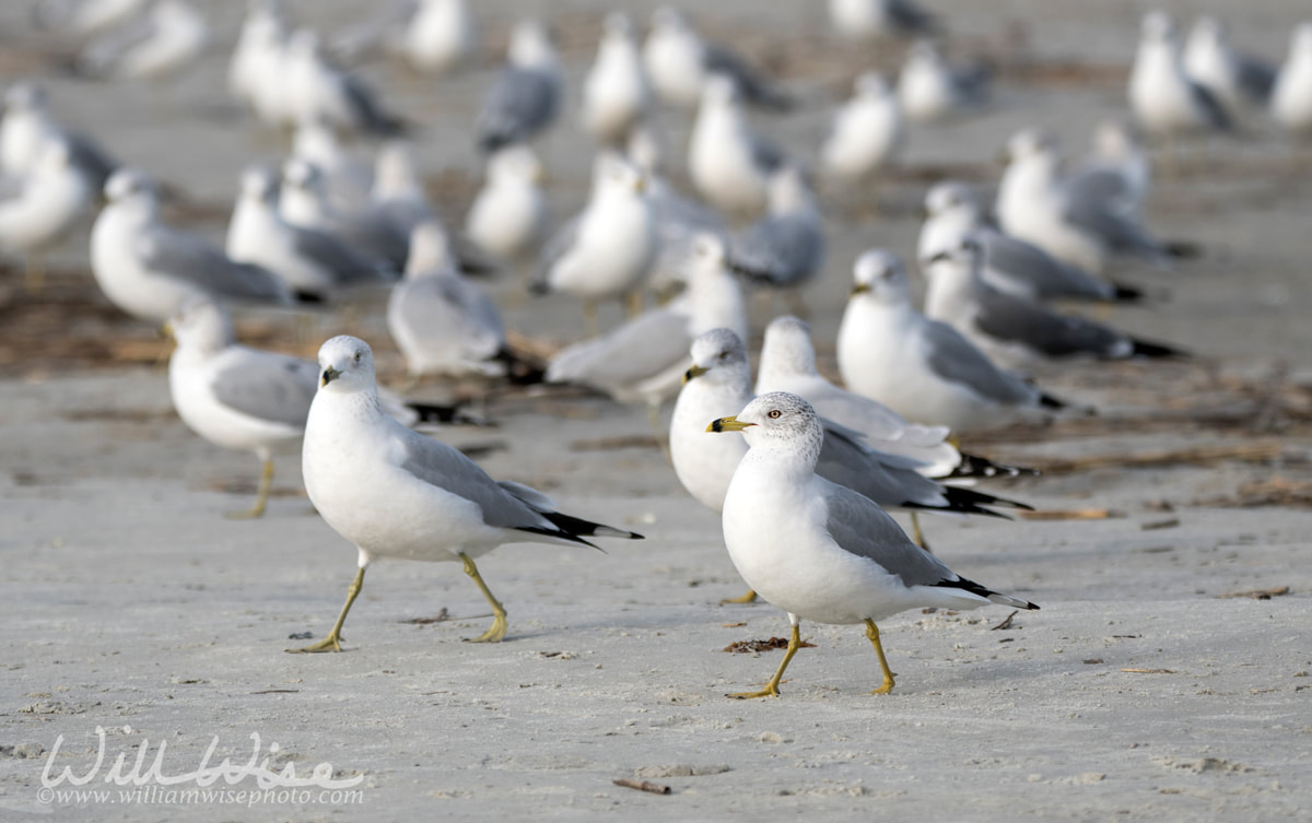 Flock of Ring-billed Gull on the Atlantic ocean beach on Hilton Head Island, South Carolina, USA Picture