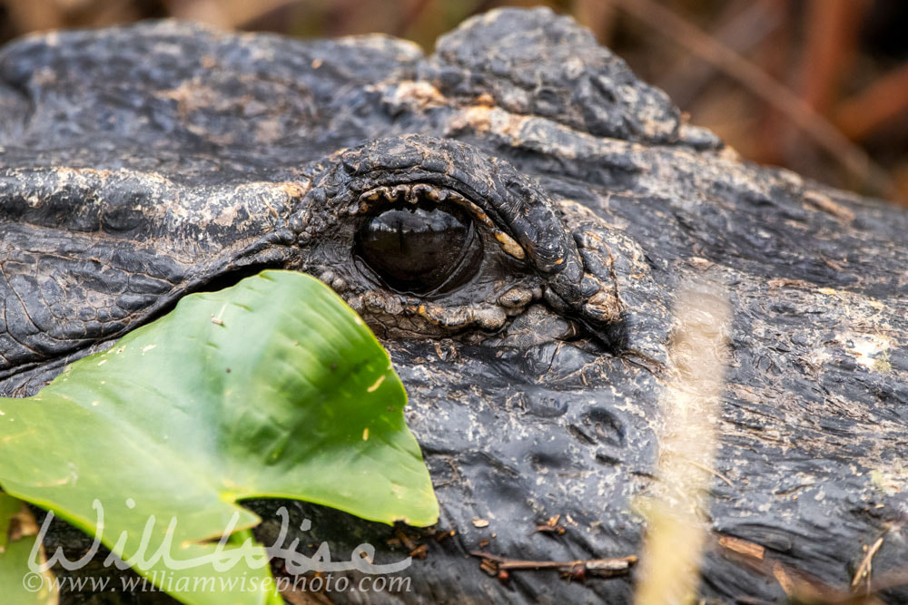 Alligator eye hiding in swamp lily pads Picture