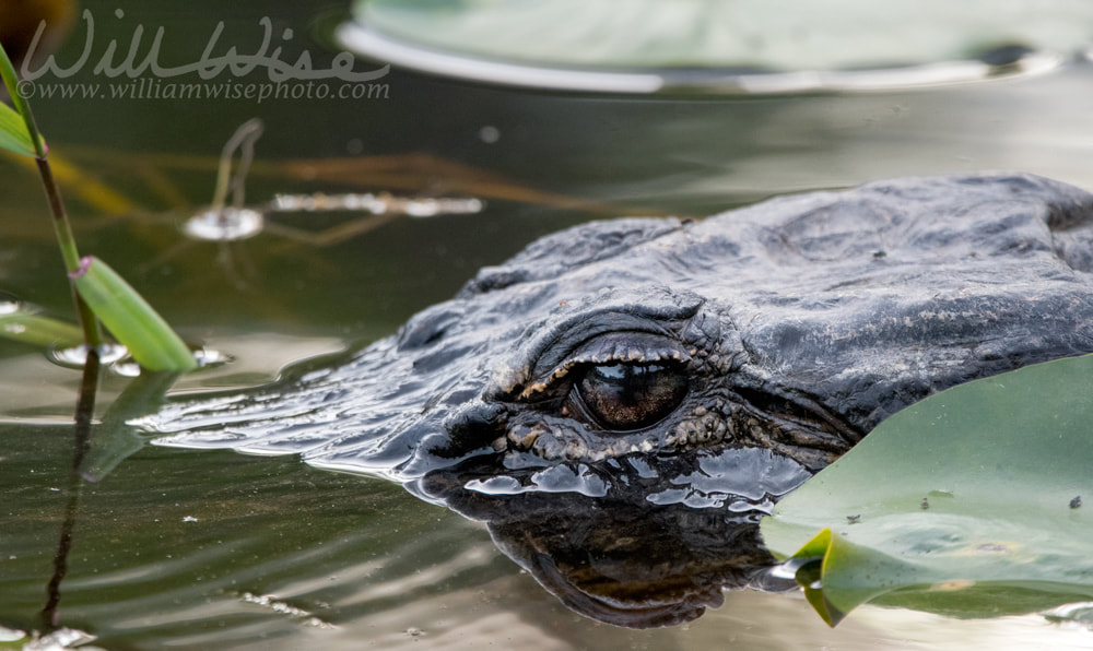 American Alligator swimming in blackwater swamp, Okefenokee Swamp National Wildlife Refuge, Georgia Picture