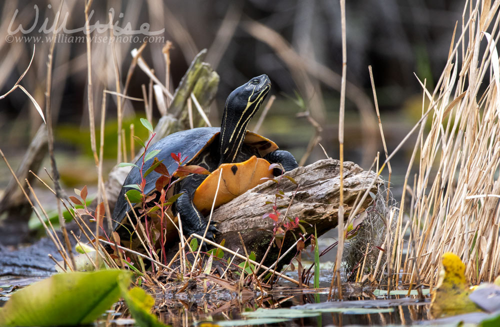 Coastal Plain River Cooter Turtle in the Okefenokee Swamp Picture
