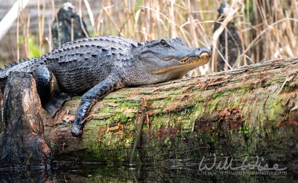 Large American Alligator missing a foot and wound on face basking in the Okefenokee Swamp Picture