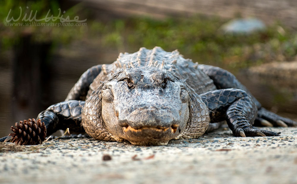 Large female American Alligator laying on boat ramp Picture