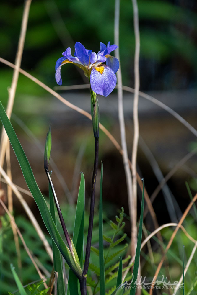 Southern Blue Flag Swamp Iris Picture