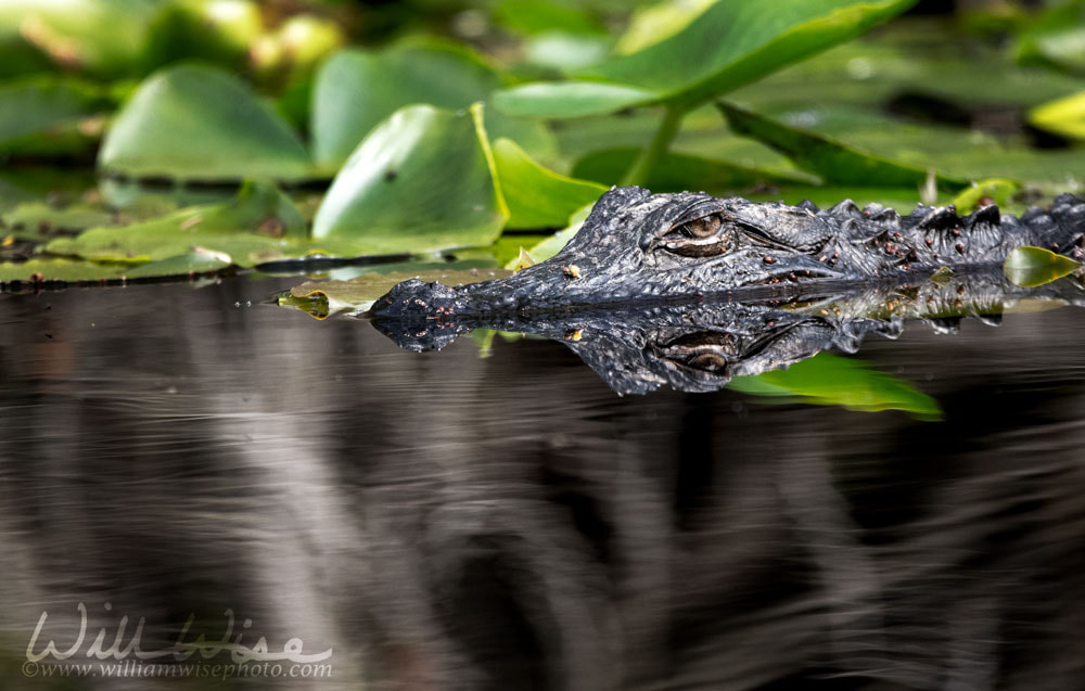 Alligator submerged in dark blackwater okefenokee swamp Picture