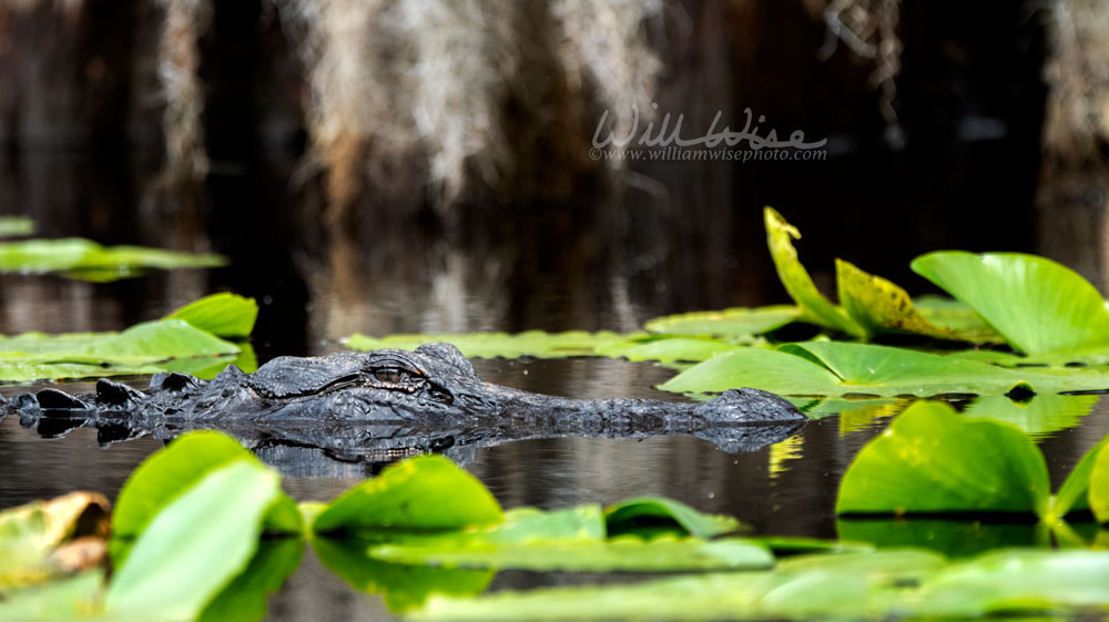 American Alligator swimming submerged in dark blackwater cypress swamp Picture