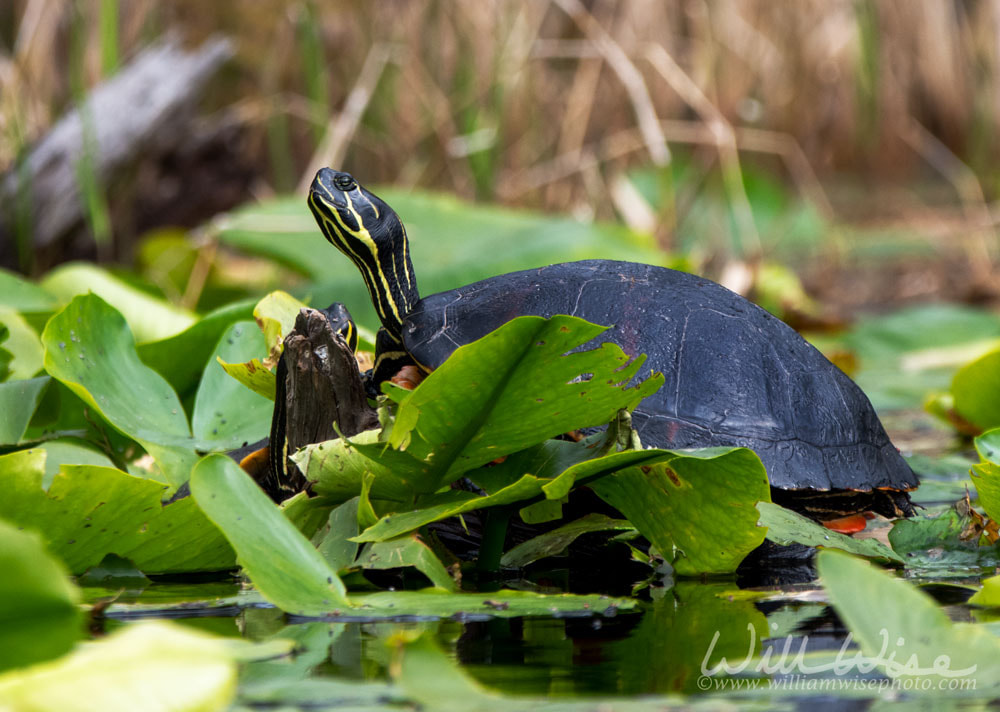 Florida Red-bellied Cooter Turtle on lily pads Picture