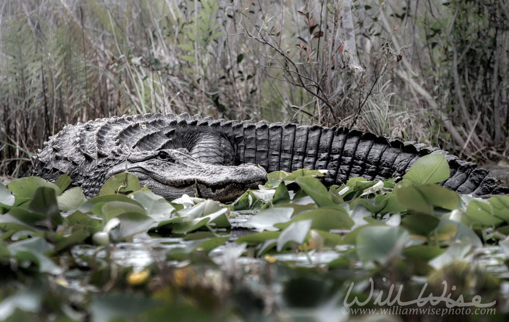 Huge American Alligator on bank of Billy`s Lake in the Okefenokee Swamp, Georgia Picture