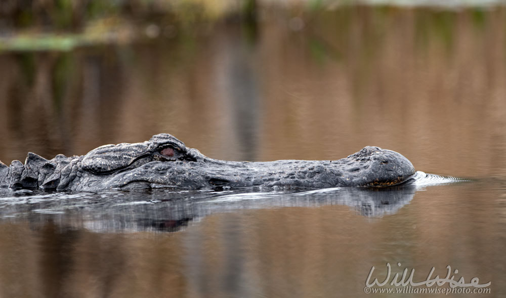 American Alligator missing an eye swimming in blackwater swamp Picture